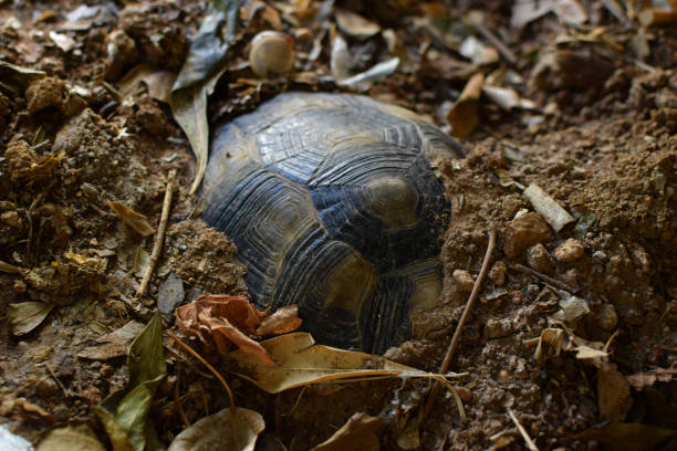 Turtle hibernating under soil Turtle hibernating under soil on a cold winter day. Selective focus. hibernation stock pictures, royalty-free photos & images
