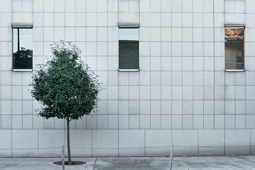 Tree alone, growing among concrete structures