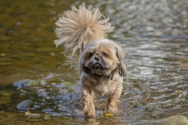A small brown Shih Tzu dog, paddling in the River Wharfe at Linton, West Yorkshire. A very large fluffy tail on the shih tzu.