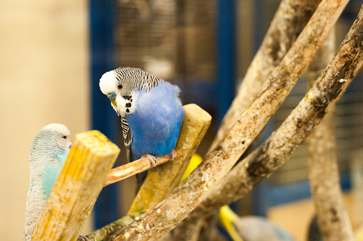 Two budgies playing together and staring at each other on a ladder within their aviary