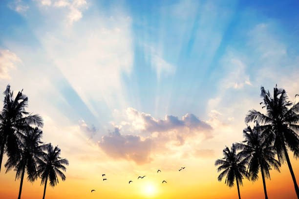 Coconut seaside landscape in the sunset (sunrise)