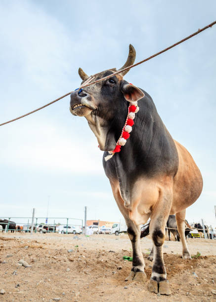 Bull Fighting In Fujairah Stock Photo - Download Image Now - Animal, Black  Color, Bull - Animal - iStock