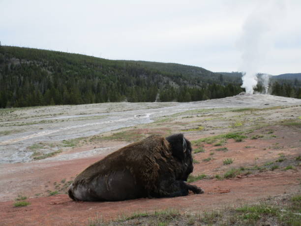 istock Buffalo relaxing in Yellowstone 842477986