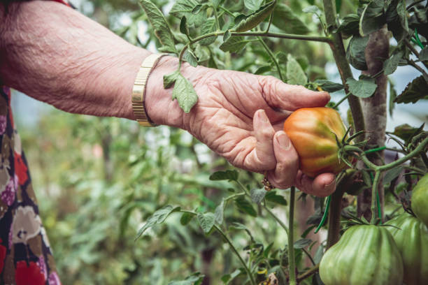 istock Close Up Senior Woman Hand Picking Tomato 842480222