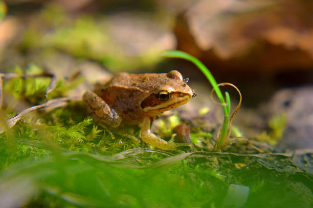 Small wild brown frog on green moss in swamp. Close up. Blurry background.