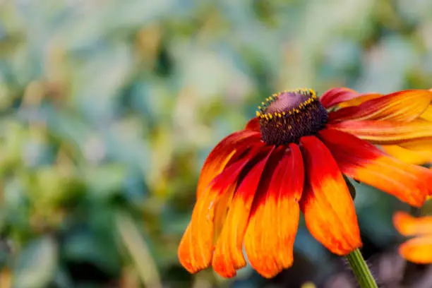 Head of orange daisy coneflowers on a green blurred background
