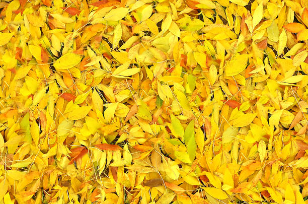 Seamless autumn leaves background