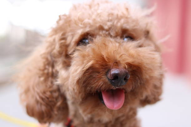 istock Cute toy poodle portraits 842482924