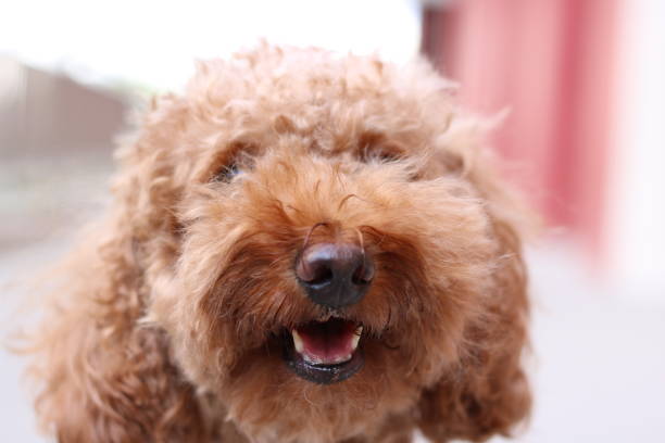 istock Cute toy poodle portraits 842482932