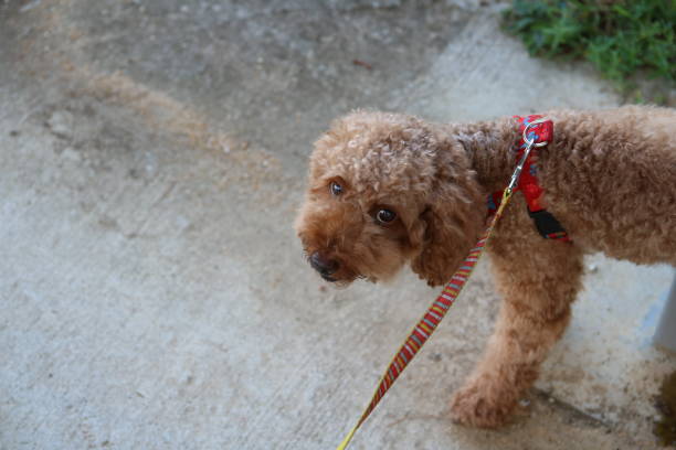istock Cute toy poodle portraits 842482980