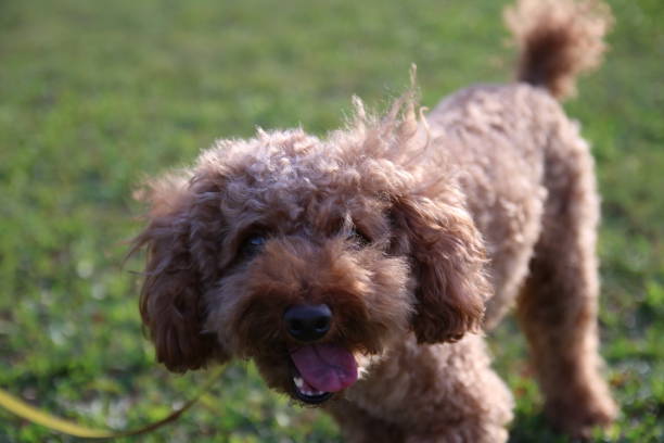 istock Cute toy poodle portraits 842483096