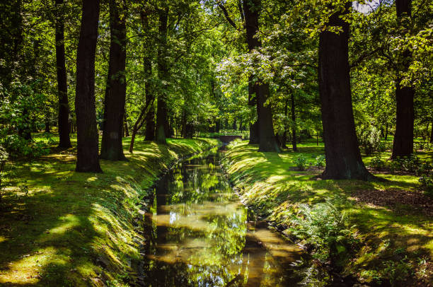 istock Small green river in summer park 842483106