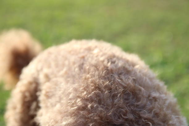 istock Cute toy poodle portraits 842483178