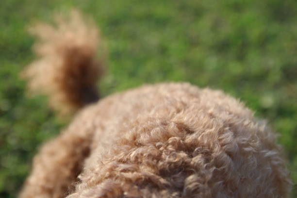 istock Cute toy poodle portraits 842483214