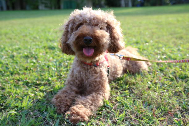 istock Cute toy poodle portraits 842483256
