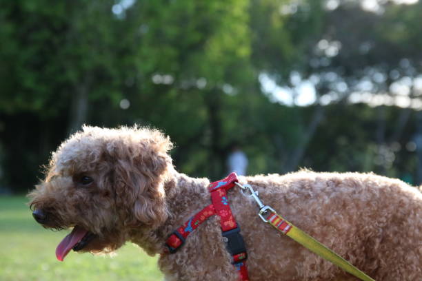 istock Cute toy poodle portraits 842483268