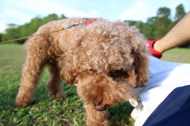 istock Cute toy poodle portraits 842483308