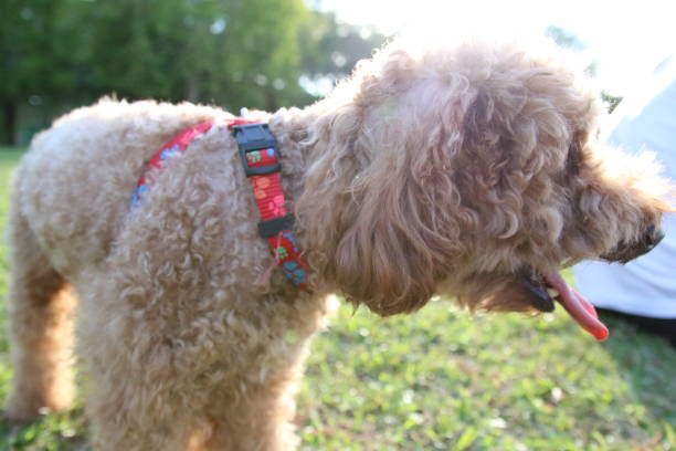 istock Cute toy poodle portraits 842483312