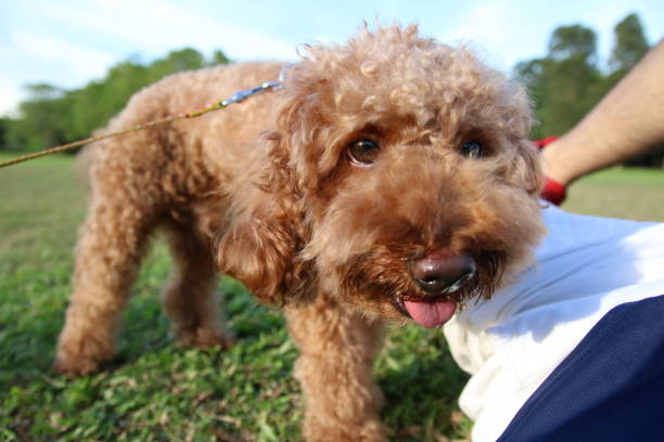istock Cute toy poodle portraits 842483334
