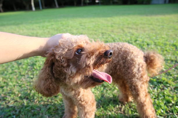 istock Cute toy poodle portraits 842483350