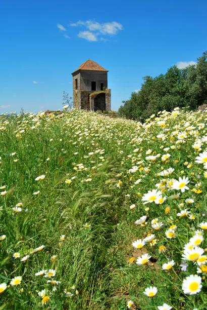 Photo of Flowers in the Castle,  Montemor o Novo, Portugal