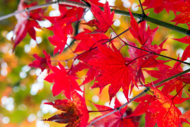 gros plan des feuilles d’érable rouge en direction des arbres pendant la saison d’automne - branch dry defocused close up photos et images de collection