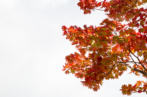 Red Maple leaves branch on white sky background in Autumn season