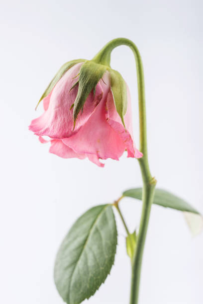 istock withered beautiful pink rose isolated on white background 842485548