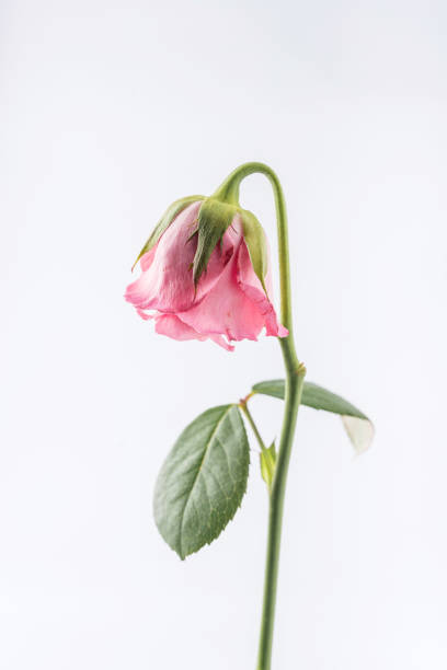 istock withered beautiful pink rose isolated on white background 842485662