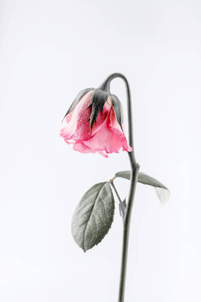 istock withered beautiful pink rose isolated on white background 842485742