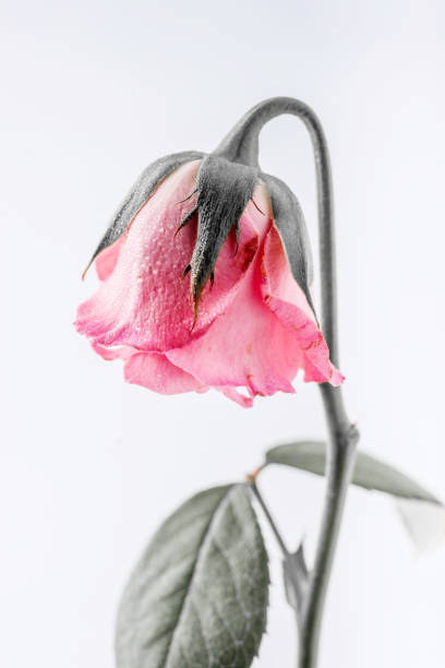 istock withered beautiful pink rose isolated on white background 842485822