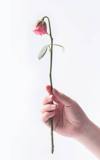 istock withered beautiful pink rose hold by young girl's hand 842485884