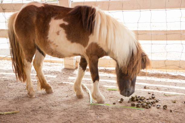 istock white brown horse smell excrement 842486324