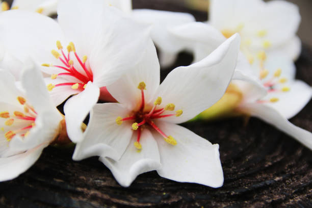 istock Pretty white tonic flowers 842486338