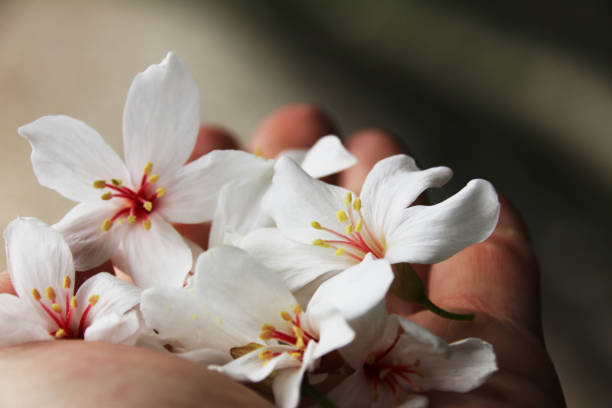 istock Pretty white tonic flowers 842486374