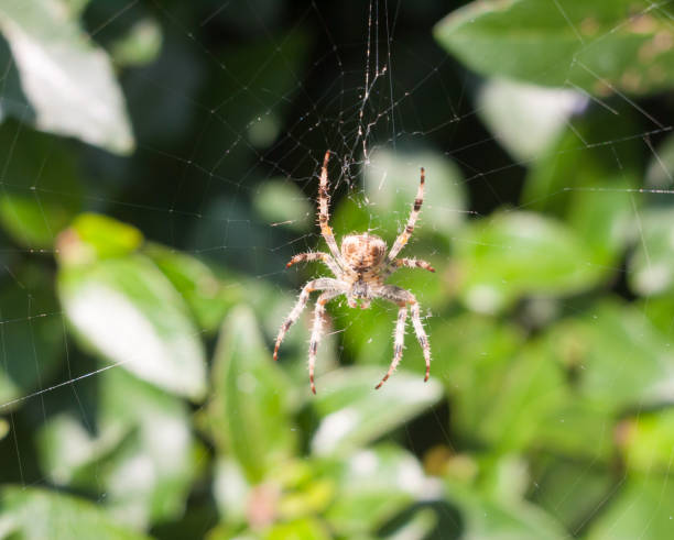 istock spider on web spider on web outside  European Garden Spider or Cross Orb-Weaver 842488182