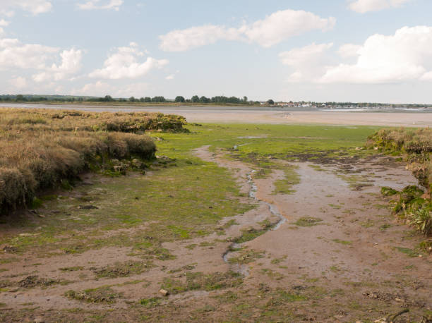 istock mud flat texture of earth landscape Maldon black water 842488322