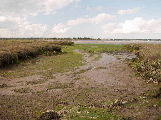 istock mud flat texture of earth landscape Maldon black water 842488328