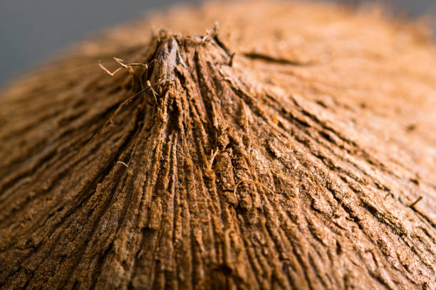 Coconut