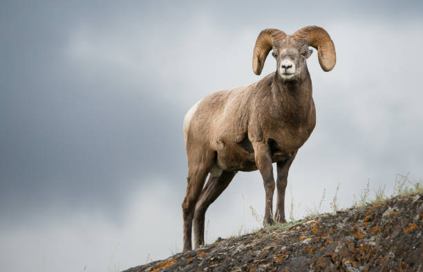 bighorn ram - bighorn sheep stock-fotos und bilder