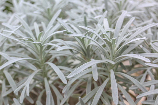 istock Silver leaves, Crossostephium chinense natural background. 842489570