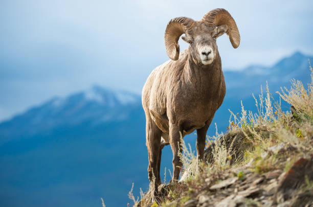 bighorn ram - bighorn sheep stock-fotos und bilder