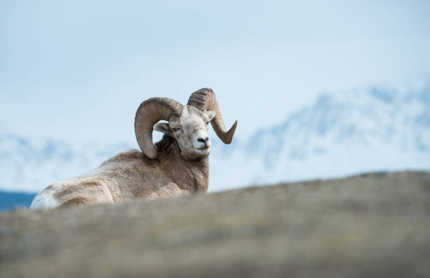 bighorn ram - bighorn sheep ram sheep winter - fotografias e filmes do acervo