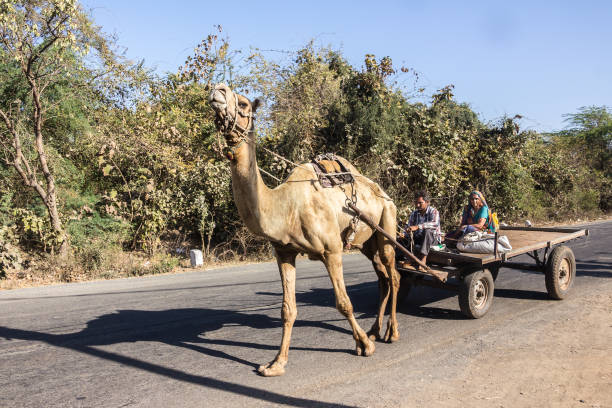 A small group of camels resting along a dirt road for tourist to come and take a ride in the small town of Niaga in Senegal