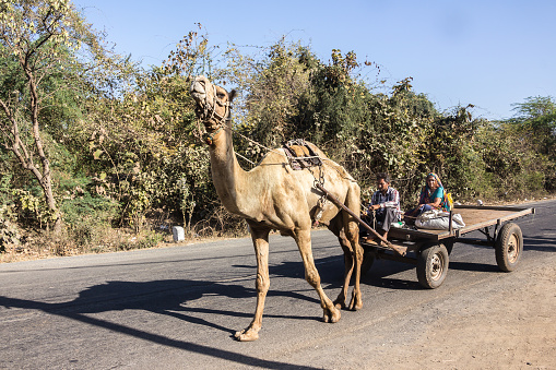 Car and camel train on sand dunes in the desert, Merzouga, Erg Chebbi sand dunes region, Sahara, Morocco.