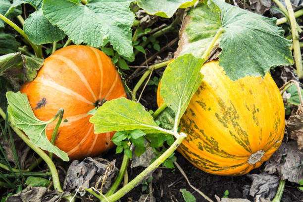 istock Ripe large pumpkin in the garden 842490878