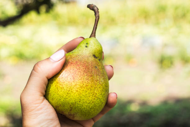 istock Ripe pear in a woman's hand 842491036