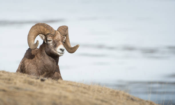 bighorn ram - bighorn sheep ram sheep winter - fotografias e filmes do acervo