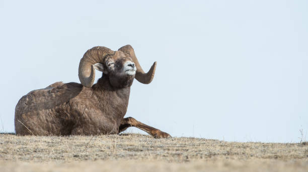 bighorn ram - bighorn sheep ram sheep winter - fotografias e filmes do acervo