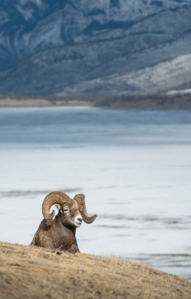 bighorn ram - bighorn sheep ram sheep winter - fotografias e filmes do acervo